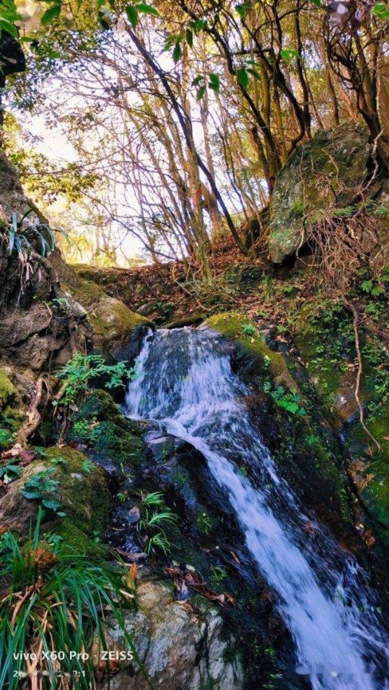 镇沅县种植人参果促农致富